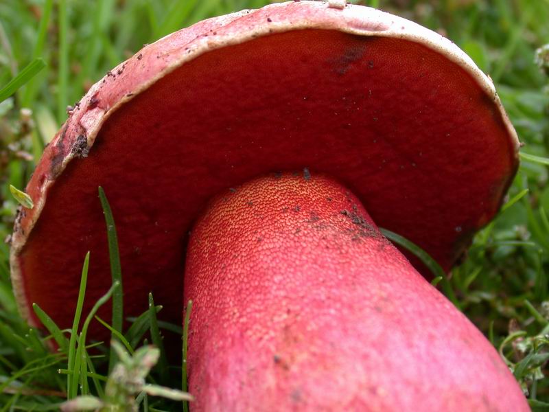 Boletus rhodoxanthus - discussione